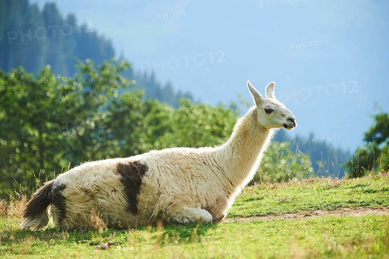Llama (Lama glama) lying on a meadow in the mountains in tirol, Kitzbühel, Wildpark Aurach, Austria, Europe
