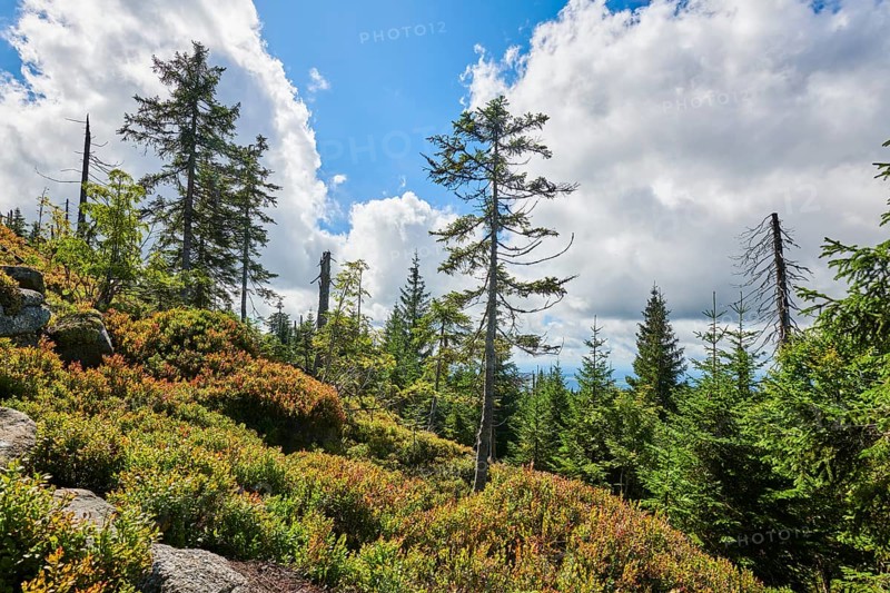 Vegetation with Norway spruce (Picea abies) and colored European blueberry (Vaccinium myrtillus) on Mount Lusen in late summer, Bavarian Forest, Bavaria, Germany, Europe