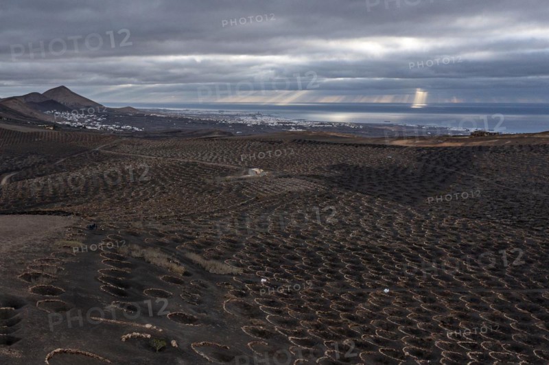 Grapevines growing in black volcanic soil in protected enclosed pits, La Geria, Lanzarote, Canary Islands, Spain, Europe