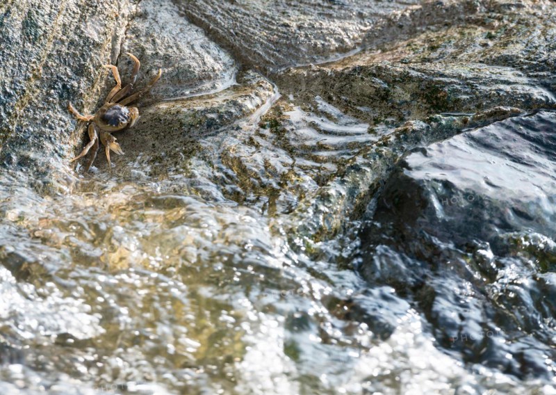 Chinese mitten crab (Eriocheir sinensis), invasive species, neozoon, crabs, juvenile, clings to the bank stabilisation of the Elbe, concrete, rocks, flowing, agitated, moving water, rapids, river, body of water, barrage of the Elbe in Geesthacht, Lower Saxony, Schleswig-Holstein, Germany, Europe