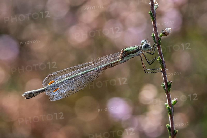 Emerald Damselfly (Lestes viridis), Emsland, Lower Saxony, Germany, Europe