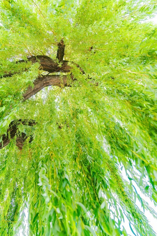Willow tree with drooping green leaves and blue sky, Böblingen, Germany, Europe