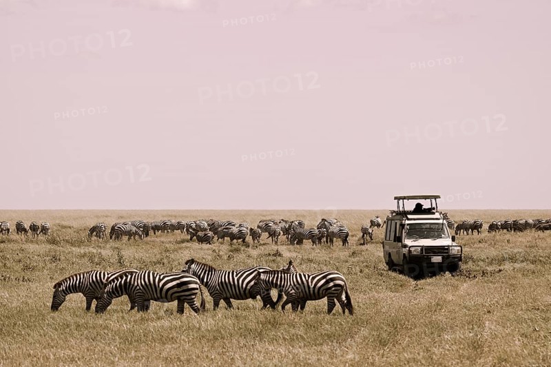 Tourists watching migration of zebras (Equus burchelli) and blue wildebeests (Connochaetes taurinus) from jeep safari, Serengeti National Park, Tanzania, Africa