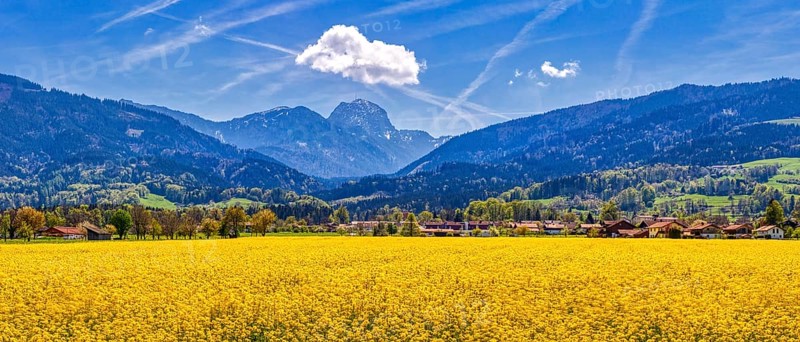 Mountain landscape with yellow flower field and a small village under a blue sky, rape field, Bad Feilnbach