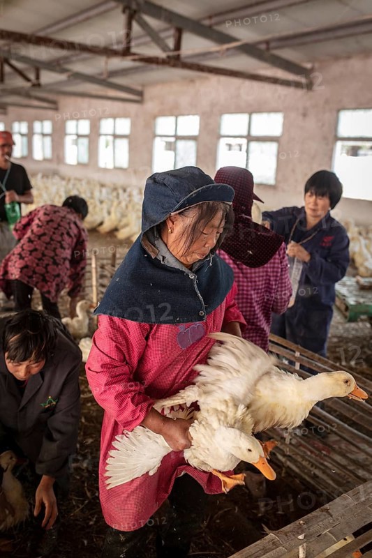 Ducks being vaccinated at the duck breeding centre Jiang Su Xiang Gui Breeding Co. Ltd, Xiang Shui County, China, Asia