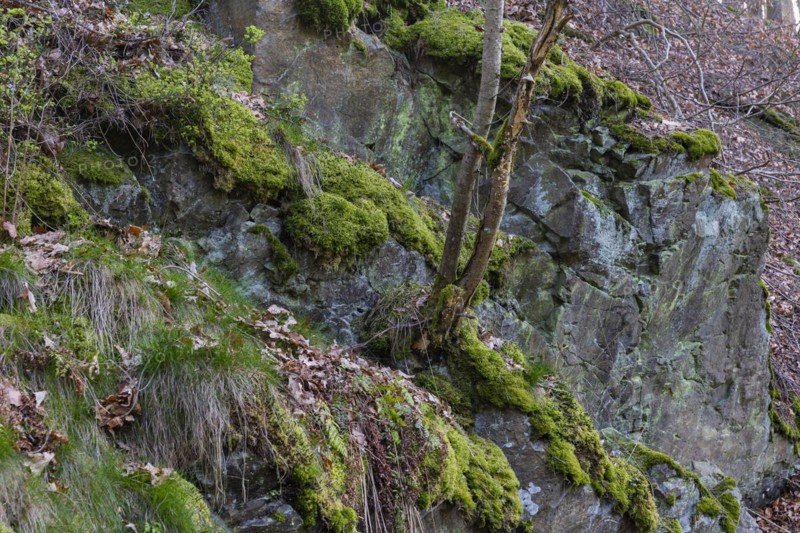 The Polenz is the right-hand, smaller headwaters of the Lachsbach in Saxony and flows through the lower section of the northern Elbe Sandstone Mountains in a canyon-like valley, Heeslicht, Saxony, Germany, Europe