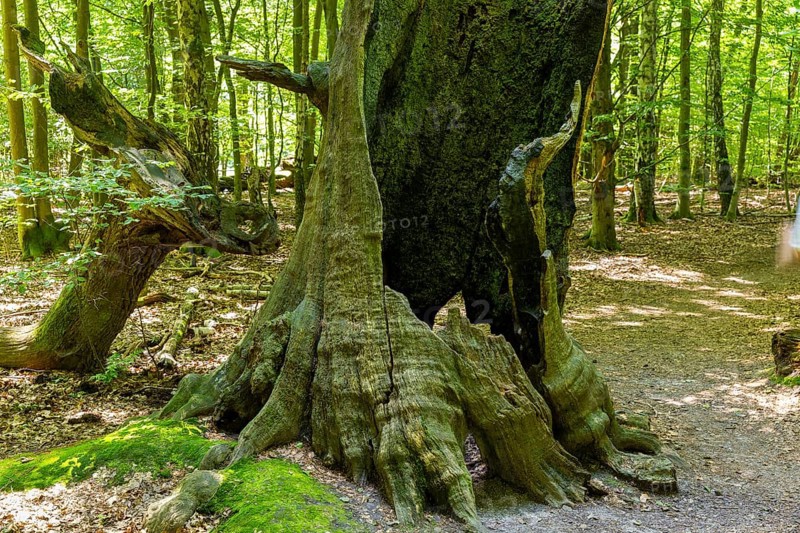 The Sababurg primeval forest, also known as the Reinhardswald primeval forest, is a nature and landscape conservation area that emerged from a hut forest. It is located near the Sababurg in the Reinhardswald in the northern Hessian district of Kassel, Reinhardswald, Reinhardswald, Hesse, Germany, Europe
