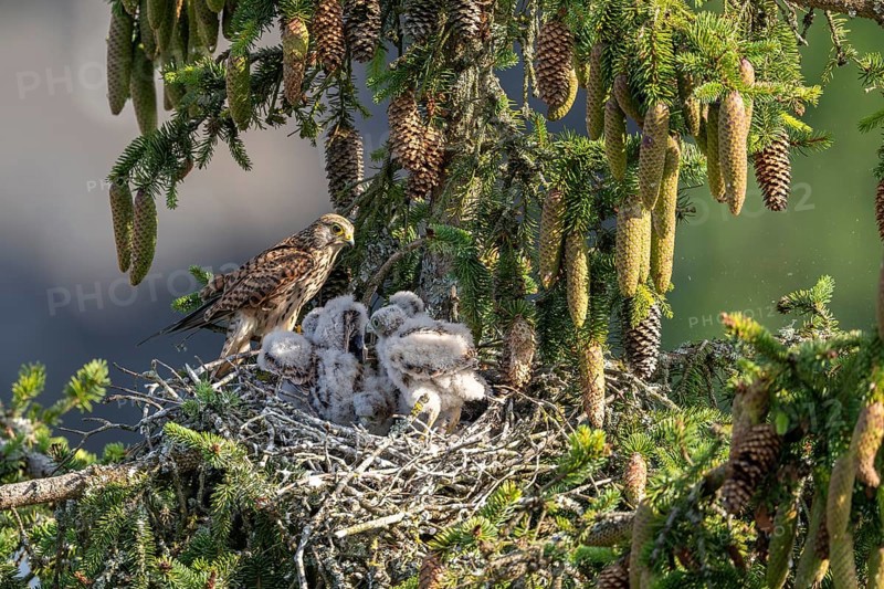 Common kestrel (Falco tinnunculus), female adult bird with young birds not yet ready to fly in the nest, Rhineland-Palatinate, Germany, Europe