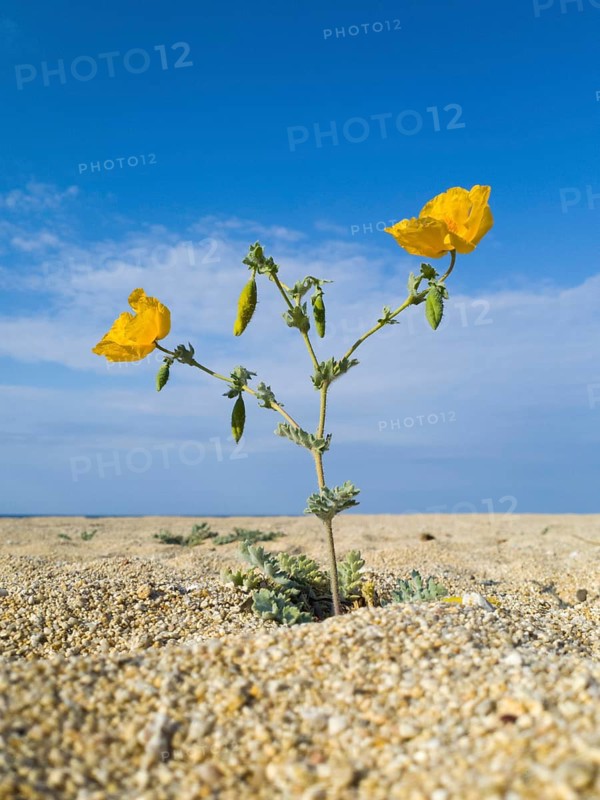 Solitary yellow flower in the middle of a dry, sandy landscape under a clear blue sky, yellow hornpoppy (Glaucium flavum), Peloponnese, Greece, Europe