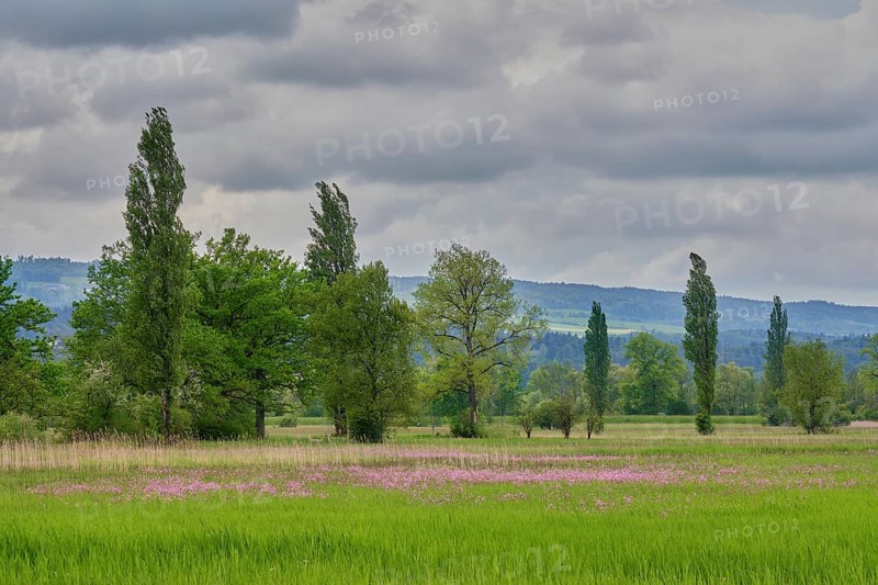 Field of flowering cuckooflower (Silene flos-cuculi), Reussspitz nature reserve, Canton Zug, Switzerland, Europe