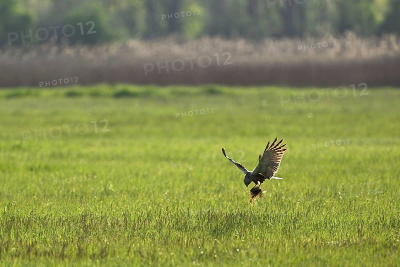 Montagu's harrier (Circus pygargus), with nesting material in the catches, Lake Neusiedl National Park, Burgenland, Austria, Europe