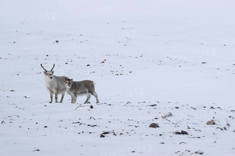 Spitsbergen reindeer with calf in a wintery snowy landscape, Snaddvika Bay, Murchisonfjord, Svalbard and Jan Mayen archipelago, Norway, Europe