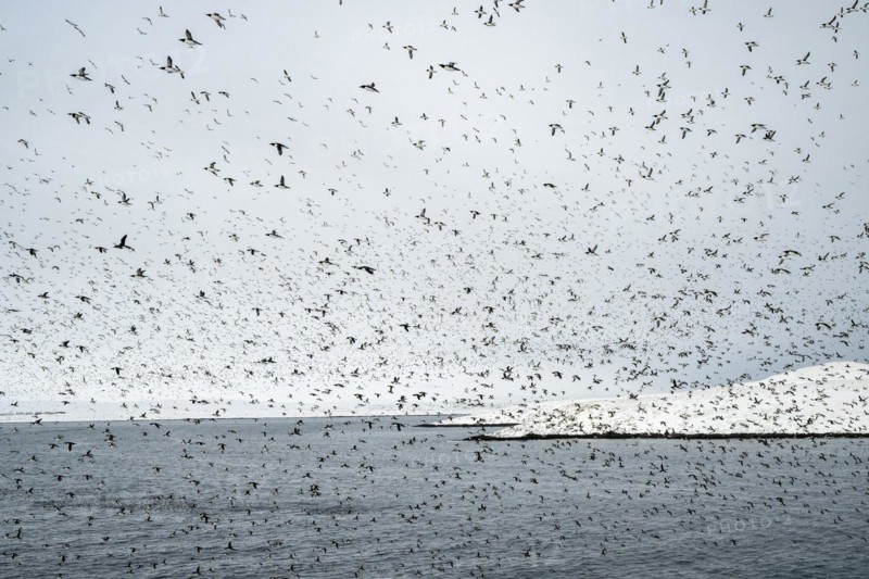 Flock of birds, common guillemots (Uria aalge) in flight, Hornoya Island, Hornøya, Vardø, Varanger Peninsula, Troms og Finnmark, Norway, Europe
