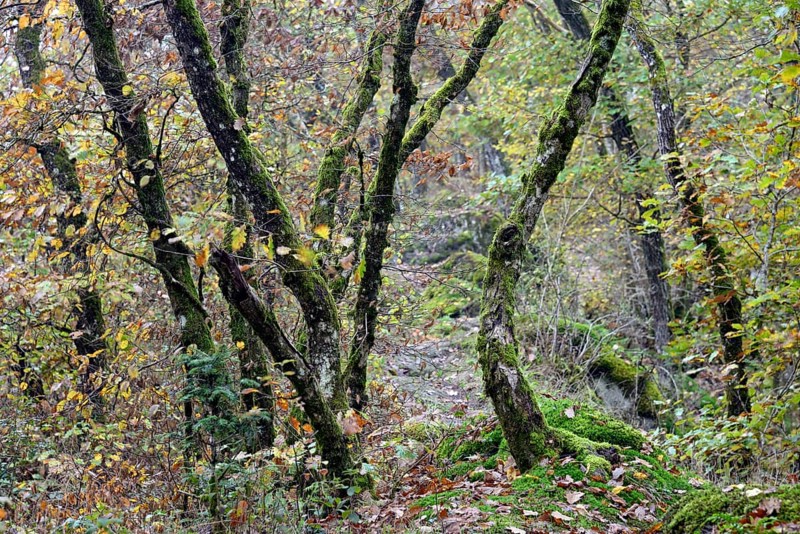 Gnarled and mossy deciduous trees with autumn leaves on a mountain ridge, Moselle, Rhineland-Palatinate, Germany, Europe