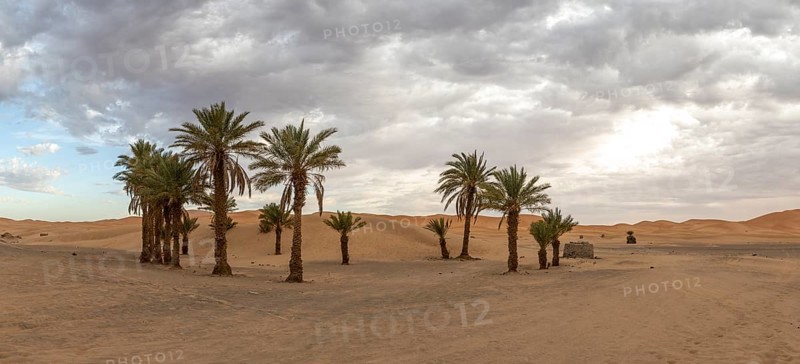 Palm trees at the edge of the desert, dunes, Erg Chebbi, Sahara, Merzouga, Morocco, Africa