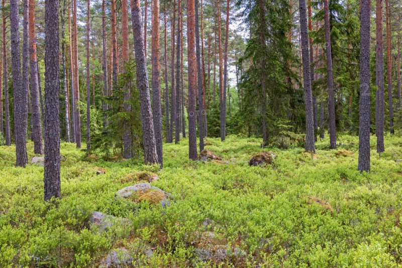 Pine woodland with green blueberry bush on the forest floor in summer