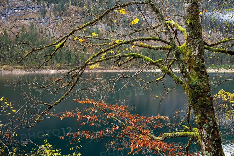 An autumnal maple tree with lots of moss at Lake Gosau. Some leaves in yellow autumn colour on the branches. Vorderer Gosausee, Gosau, Gosautal, Salzkammergut, Upper Austria, Austria, Europe