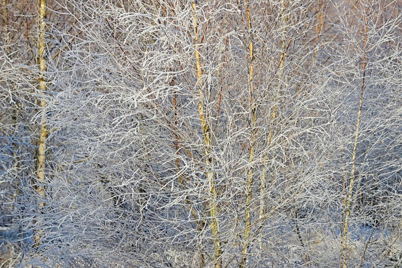 Birches (Betula), branches and twigs with hoarfrost, Arnsberg Forest nature park Park, North Rhine-Westphalia, Germany, Europe