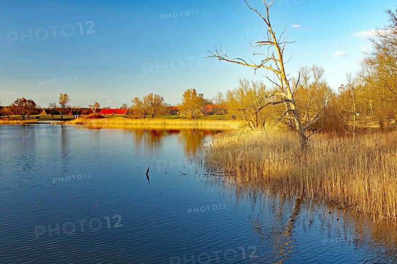 A calm lake with trees and reeds in the evening light under a blue sky, Gartower See, Gartow, Wendland, Lower Saxony, Germany, Europe