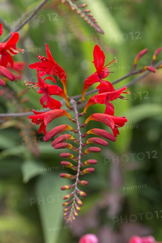 Flower of a garden mombretia (Crocosmia crocosmiliflora), Bavaria, Germany, Europe