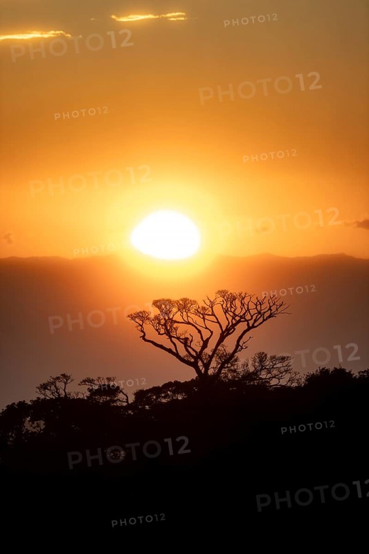 Treetops at sunset, silhouettes against the light, cloud forest, Monte Verde, Puntarenas province, Costa Rica, Central America