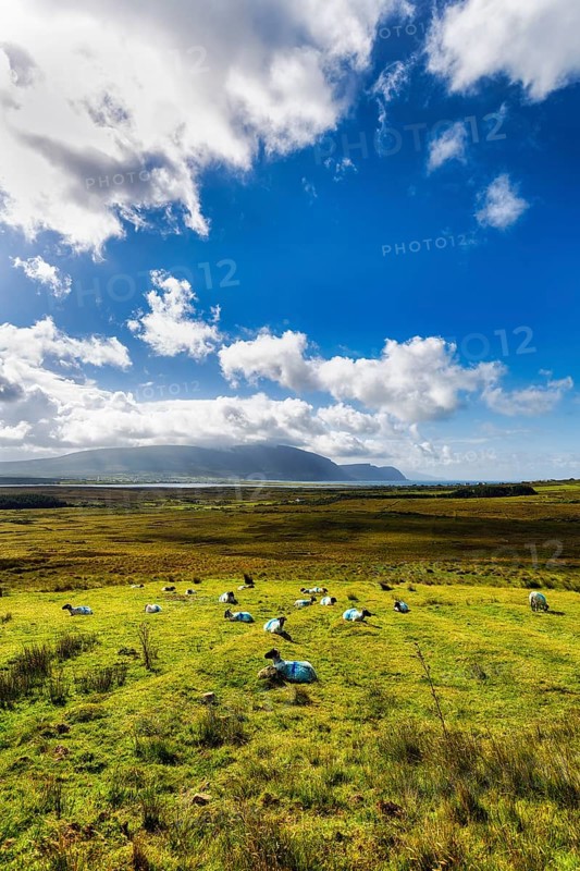 Blue-marked sheep (Ovis aries) in a meadow, coastline on the horizon, Slievemore, Acaill, Achill Island, Mayo, Ireland, Europe