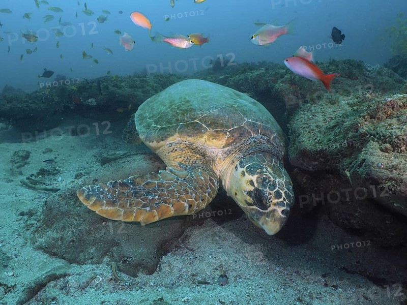 A Loggerhead sea turtle (Caretta caretta) resting among fish and corals in a calm underwater world, dive site Sodwana Bay National Park, Maputaland Marine Reserve, KwaZulu Natal, South Africa, Africa