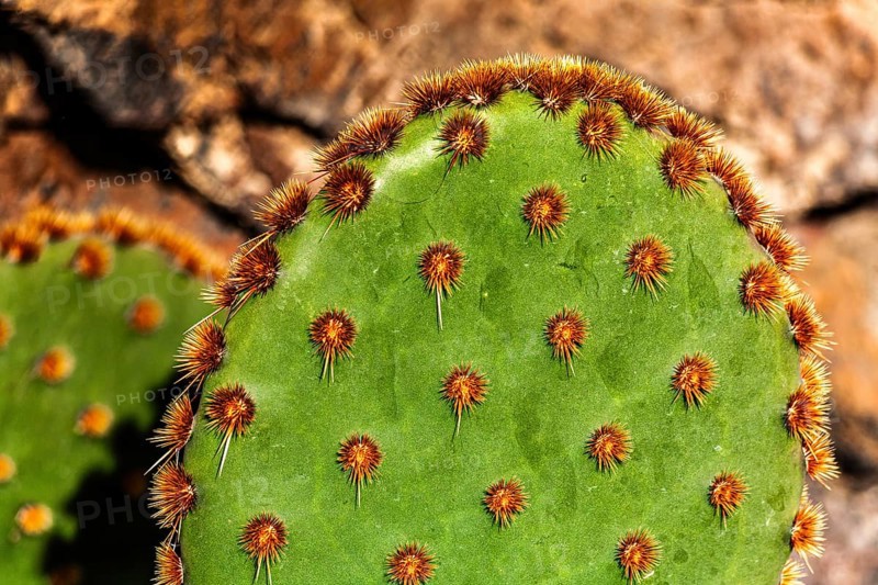 2016, Guatiza, Lanzarote, Jardin de Cactus by Cesar Manrique, ESP, Spain, Canary Islands, Canary Islands, Atlantic Ocean, Lanzarote, biosphere reserve, volcano, volcanism, volcanic island, island, recording date, Europe
