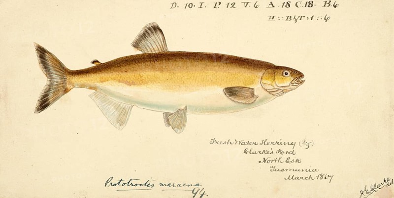 Australian grayling, Prototroctes maraena, Australian grayling, fish, reproduction of an original, by Frank Edward Clarke (b. 1849, d. 1899), ichthyologist and scientific draughtsman
