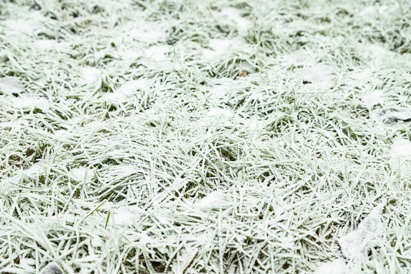 Leaves and grass covered with hoarfrost. Abstract floral background, garden and winter concept. Frost texture, close up, flat lay, top view