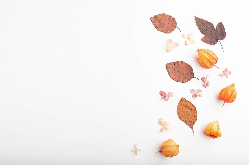 Composition with yellow and brown beech autumn leaves, physalis and hydrangea flowers, mockup on white background. Blank, flat lay, top view, still life, copy space