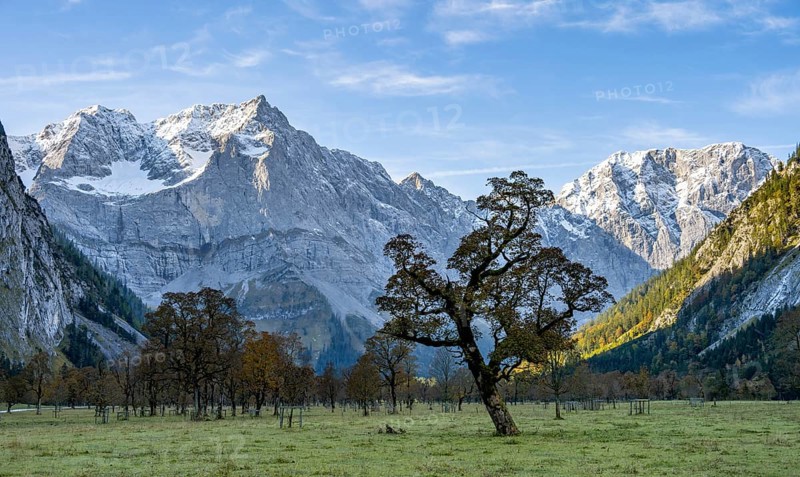Maple trees with autumn leaves, autumn landscape in Rißtal with Spritzkarspitze, Großer Ahornboden, Engalpe, Eng, municipality of Hinterriß, Karwendel Mountains, Alpenpark Karwendel, Tyrol, Austria, Europe