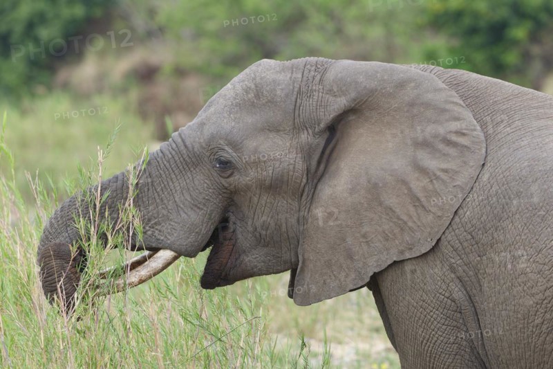 African bush elephant (Loxodonta africana), adult male feeding on reeds in the bed of the Olifants River, head close-up, Kruger National Park, South Africa, Africa