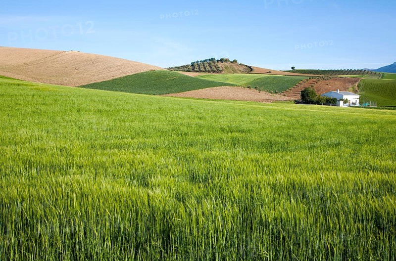 Rolling arable fields green barley crop near Alhama de Granada, Spain, Europe