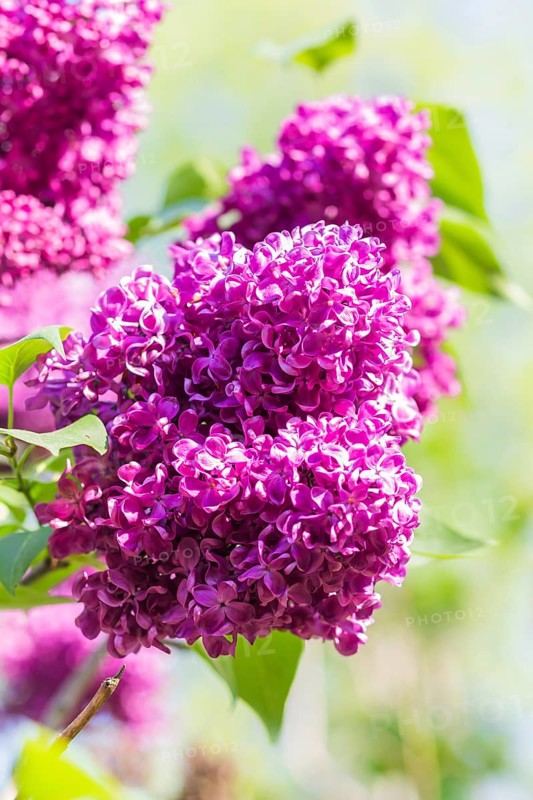 Blooming lilac in the botanical garden in spring