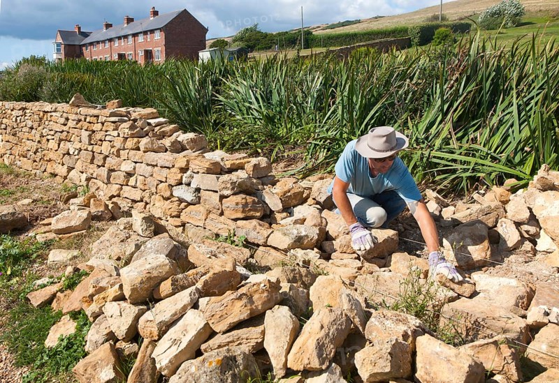 Man working building a dry stone wall near Abbotsbury, Dorset, England, UK
