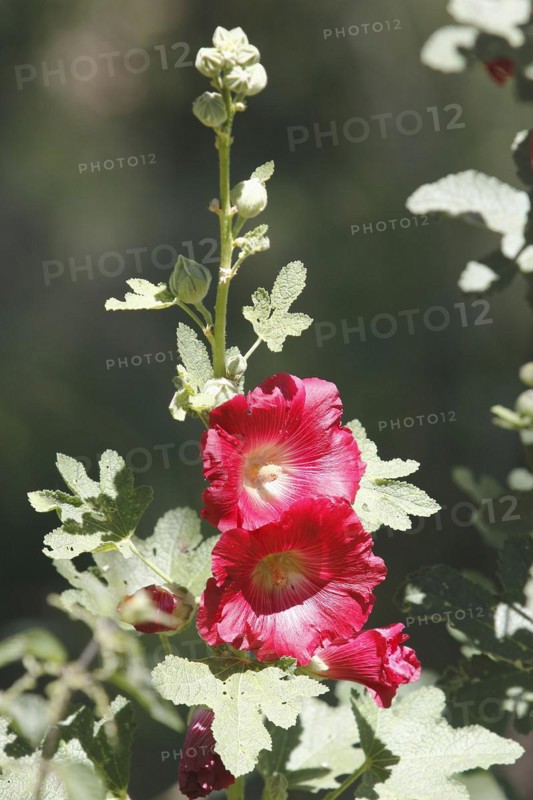 Flowering hollyhock (Alcea rosea), North Rhine-Westphalia, Germany, Europe