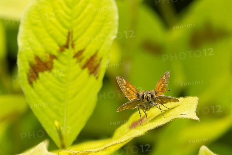 Large skipper butterfly (Ochlodes sylvanus) adult insect resting on a garden plant leaf, Suffolk, England, United Kingdom, Europe