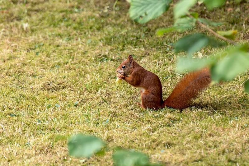 Eurasian squirrel (Sciurus vulgaris) eating a hazelnut, hazel (Corylus avellana), in a meadow under hazel bush, hazelnut bush, Nidda, Wetterau, Hesse, Germany, Europe