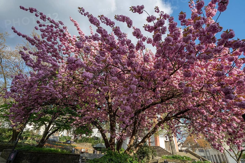 Flowering Japanese cherry (Cerasus serrulata), Siegen, North Rhine-Westphalia, Germany, Europe