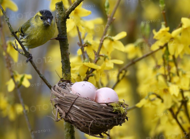 Eurasian siskin (Spinus Spinus) at the Easter egg basket in the Forsythia