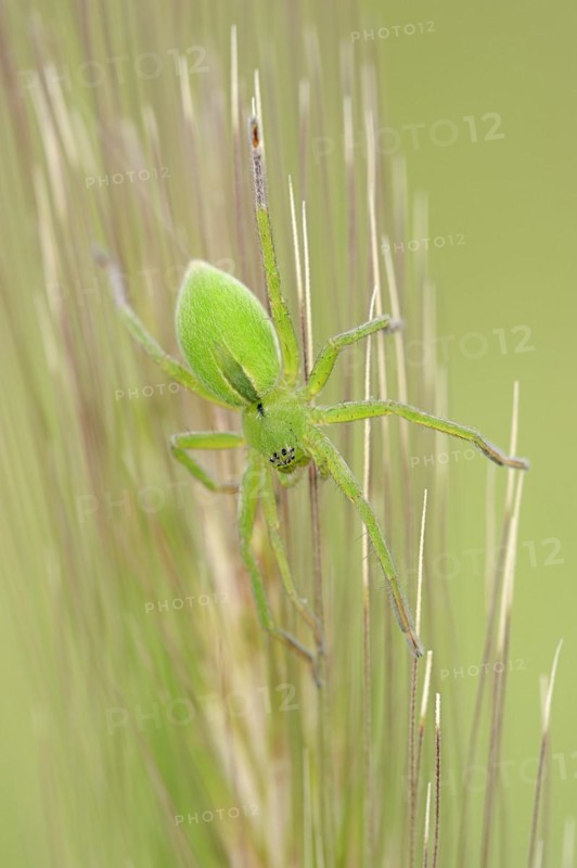 Green huntsman spider (Micrommata virescens), female, Provence, southern France