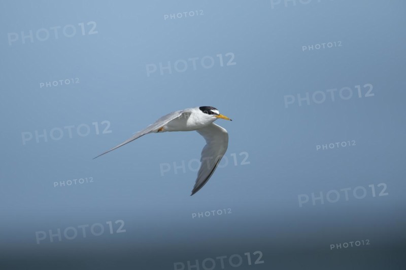 Little tern (Sternula albifrons) adult bird in flight against a blue sky, Suffolk, England, United Kingdom, Europe