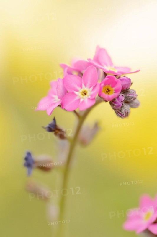 Pink forget-me-not 'Rosylva' (Myosotis sylvatica), flowering, ornamental plant, North Rhine-Westphalia, Germany, Europe