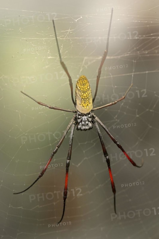 Silk spider (Nephila spec.) in web, captive, North Rhine-Westphalia, Germany, Europe
