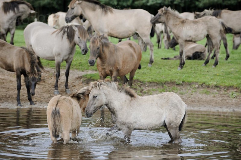 Dülmen wild horses in the water, Merfelder Bruch, Dülmen, North Rhine-Westphalia, Germany, Europe