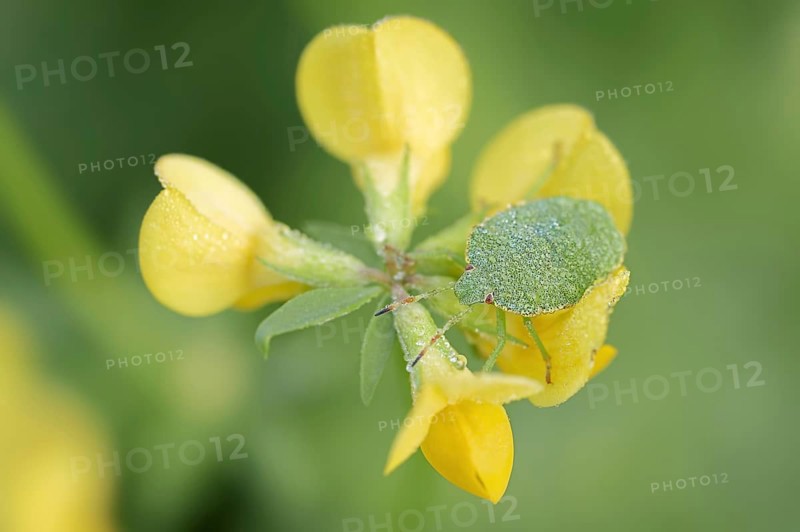 Green stink bug or green shield bug (Palomena prasina), nymph on common horned clover (Lotus corniculatus), North Rhine-Westphalia, Germany, Europe