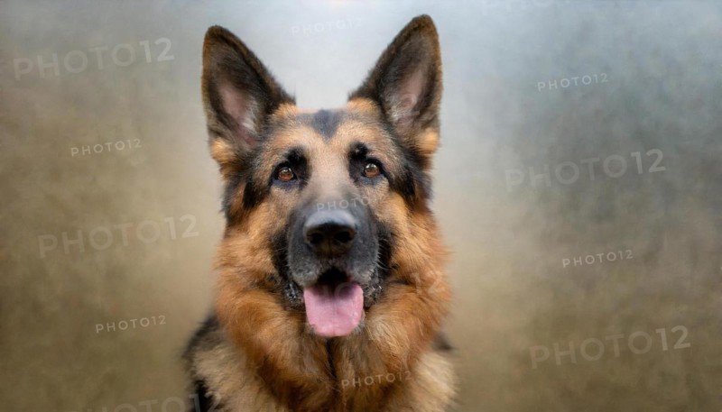 Pets, Dog, German Shepherd, AI-generated, AI generated