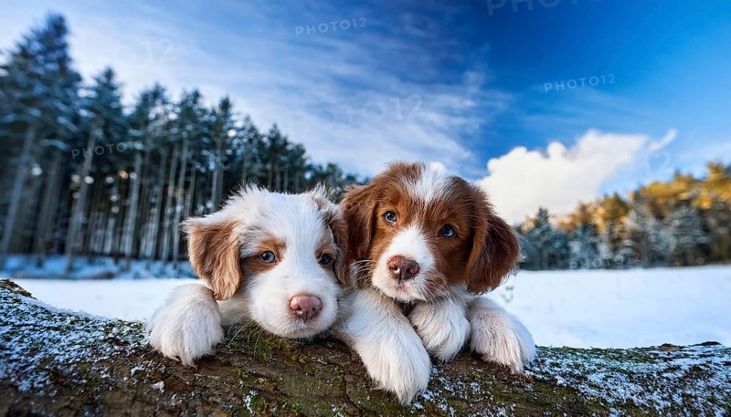KI generated, dog, dogs, puppy, one, two, three, play, snow, winter, autumn leaves, blue sky, Kromfohrländer, Fox Terrier, (Canis lupus familiaris), German dog breed, rough coat, smooth coat, studio, AI generated