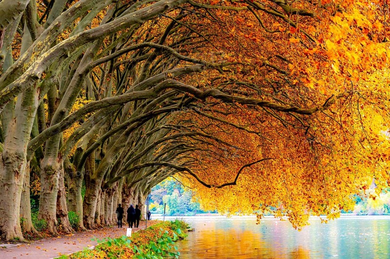 Platanen Allee, Weg am Lake Baldeney, near Haus Scheppen, in Essen, autumn, North Rhine-Westphalia, Germany, Europe